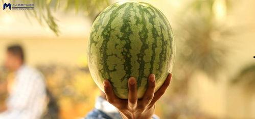 瓜地吃瓜娱乐圈